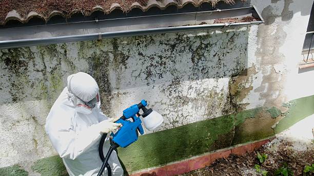 Top rated local Basement Mold Removal specialists in Millersburg, PA